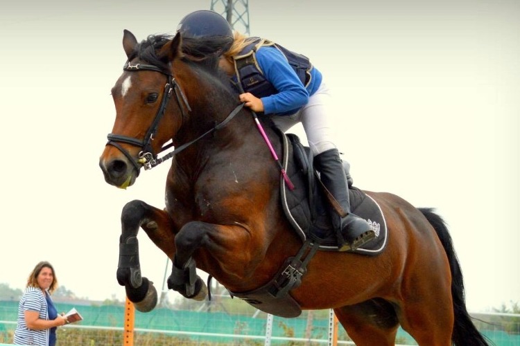 Image de Stage CSO Galop 5 & 7