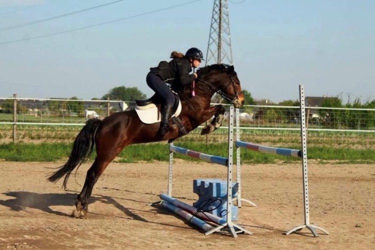 Image de Stage CSO avec Marie pour des cavaliers niveau Galop 3 à 5