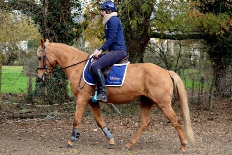 Image de Demi journée reprise de l'équitation ou monte occasionnelle pour adultes sachant trotter et galoper
